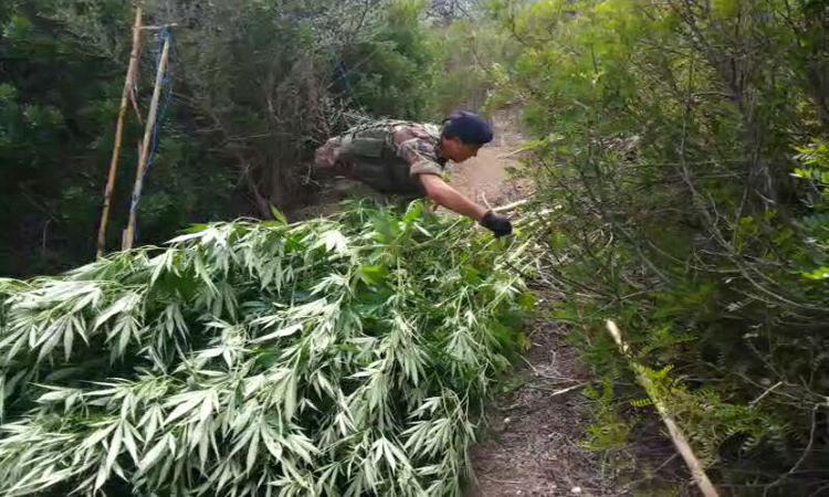 Sorpreso a innaffiare 100 piante marijuana: arrestato