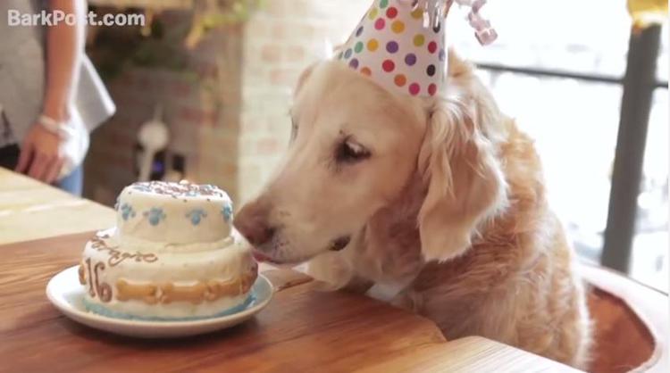 La dolce Bretagne e la sua torta di compleanno (Youtube/BarkBox)