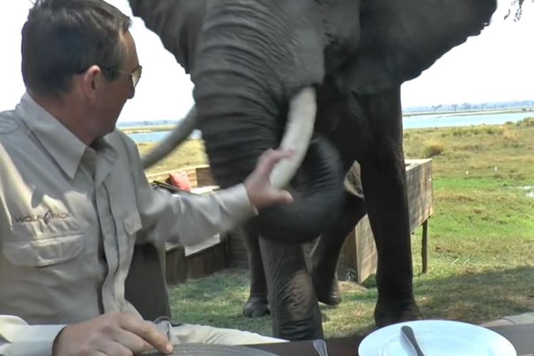 Mangiate con un elefante nelle vicinanze? Ecco perché non dovreste farlo...