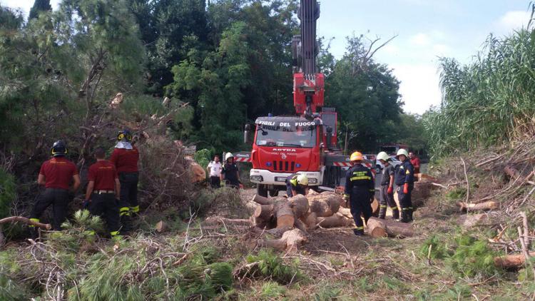 Maltempo: a Roma pino secolare cade su via della Muratella, nessun ferito