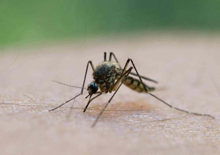 Modena: virus West Nile, proseguono trattamenti contro zanzare e larve