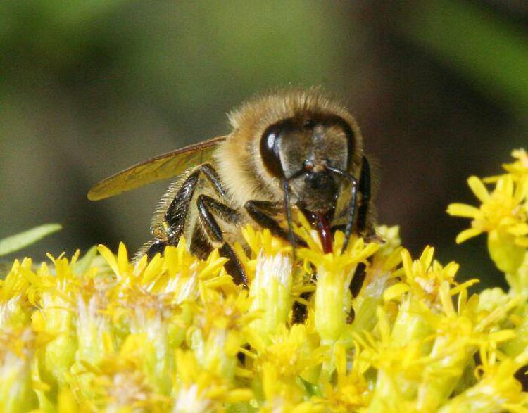 Il miele di acacia è una delle eccellenze del territorio varesino.