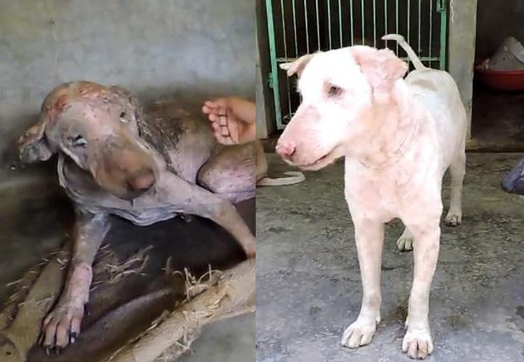 Prima e dopo (Animal Aid Unlimited India/ Youtube)