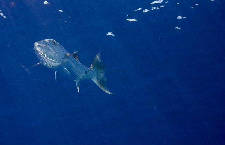 Great Barracuda, Spyraena barracuda, Palau, Ozeanien April 2014 - Infophoto - INFOPHOTO