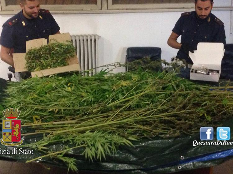 Roma: polizia scopre piantagione cannabis, sequestrati 10 kg di marijuana