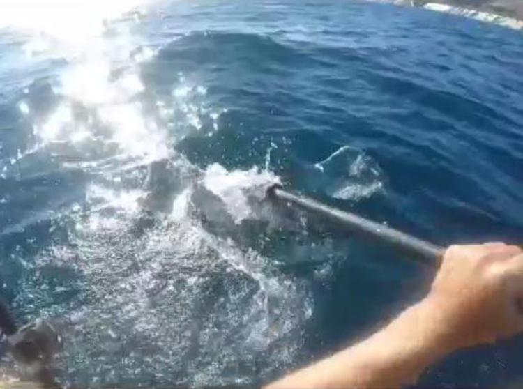 Lo squalo attacca, difesa a colpi di remo/Video