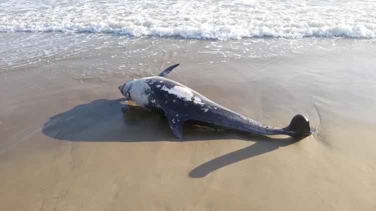 Il delfino trovato morto sulla spiaggia di Riccione