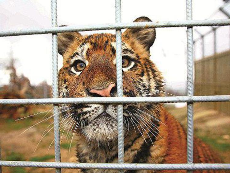 Attacco allo zoo, tigre uccide inserviente