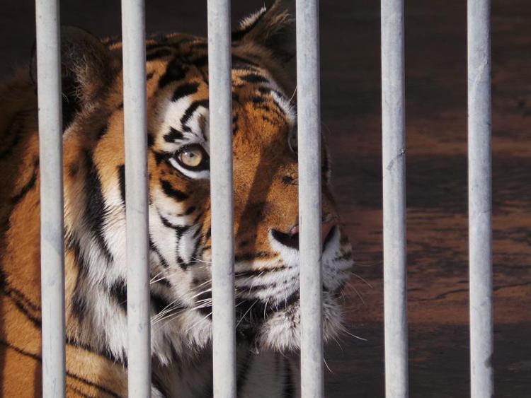 Tigre, leopardi e scimmiette trasferiti da zoo abusivo sardo: 