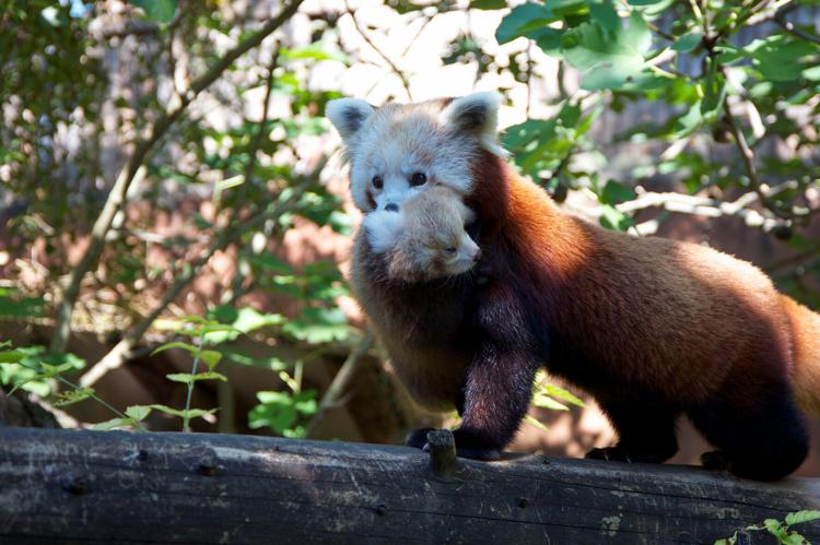 Animali: sabato al Parco Natura Viva uscita pubblica dei cuccioli di panda rosso
