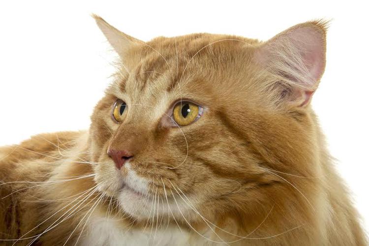 Animali: sfilate, adozioni e giochi, i gatti protagonisti a SuperCat Show