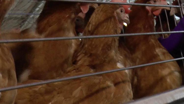 Ancora in gabbia più di una gallina su 6, occhio a prodotti a base di uova