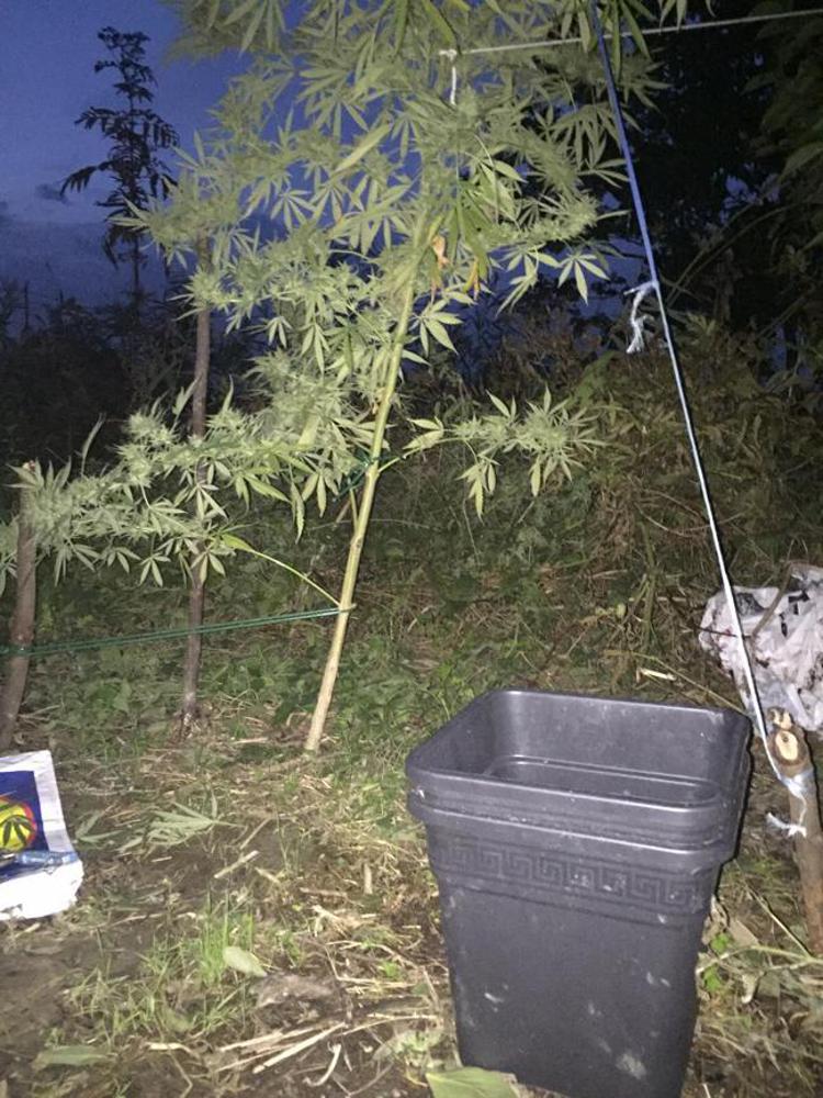 Bologna: coltiva marijuana lungo il Reno con kit del giardiniere, arrestato