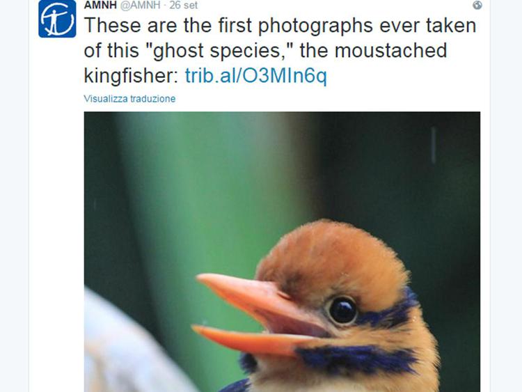 Il Moustached Kingfisher (Foto American Museum of Natural History) 