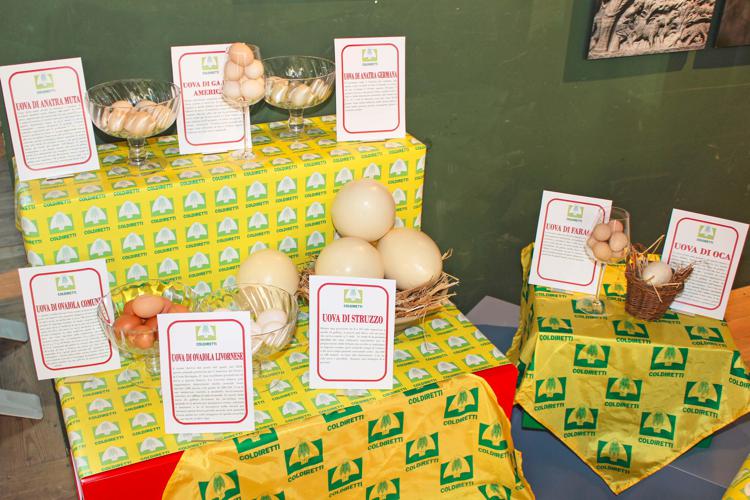 Expo: Coldiretti, Giornata mondiale uovo si festeggia con +20% export