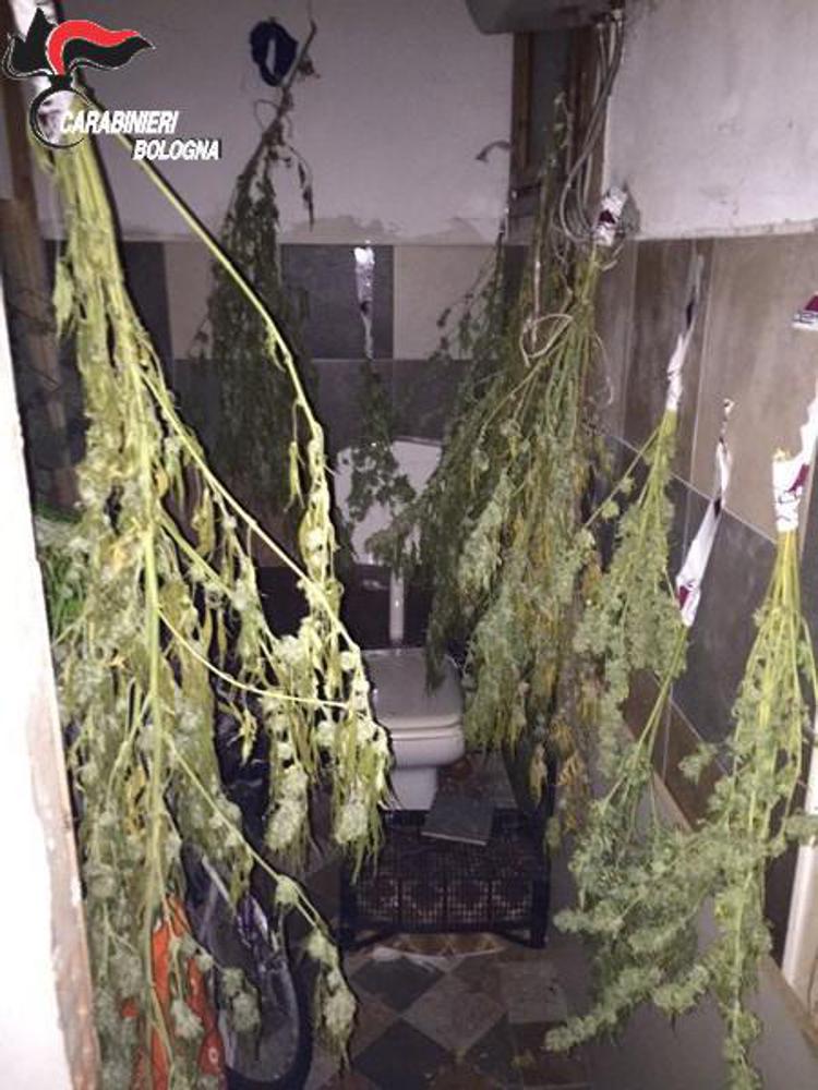 Bologna: sequestrati 7,4 kg di marijuana, facchino  finisce in manette