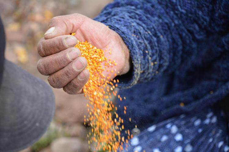 Sostenibilità: L'Oréal lancia programma per approvvigionamento quinoa in Bolivia