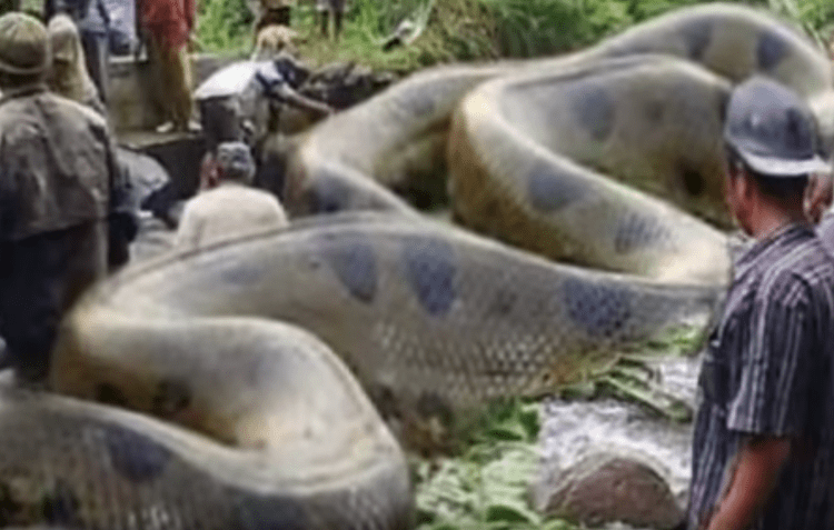 Il serpente più grande del mondo: il video è da brividi /Guarda