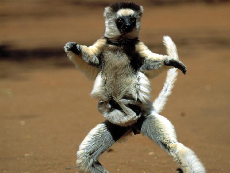Animali: salvi lemuri Madagascar, 1600 ettari in più area protetta grazie a Italia