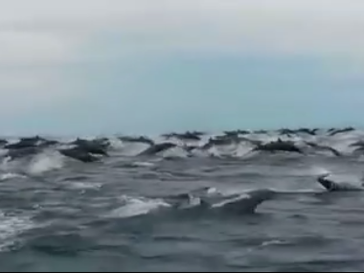 Un fermo immagine del video di Orlando Marin del super-branco di delfini in Costa Rica pubblicato sul suo profilo Facebook