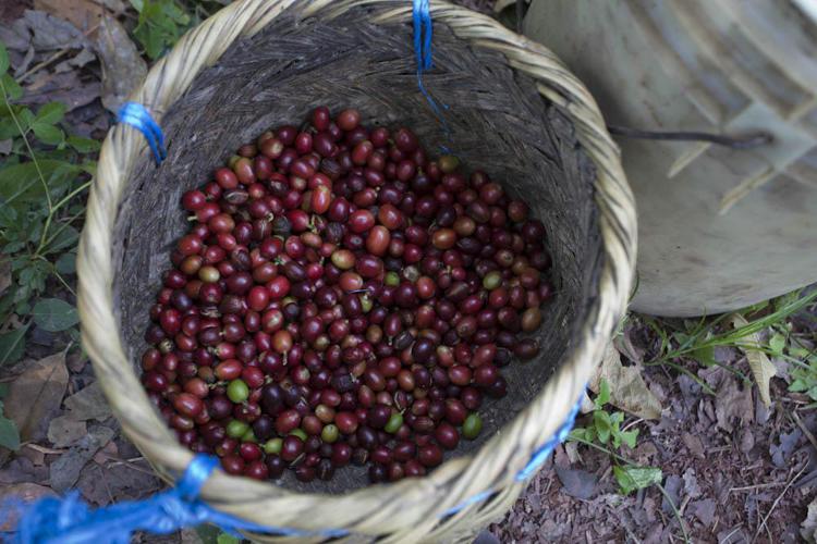 Nicaragua, Pantasma, raccolta del caffè