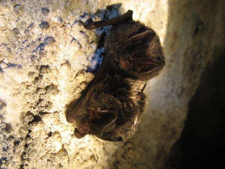 Animali: Parco Natura Viva, ad Halloween regalate casa a un pipistrello