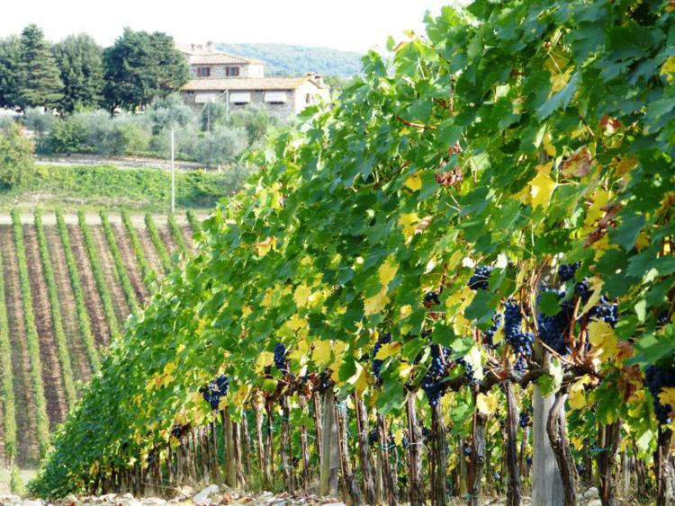 Vino: Rocca delle Macìe, un'annata da incorniciare