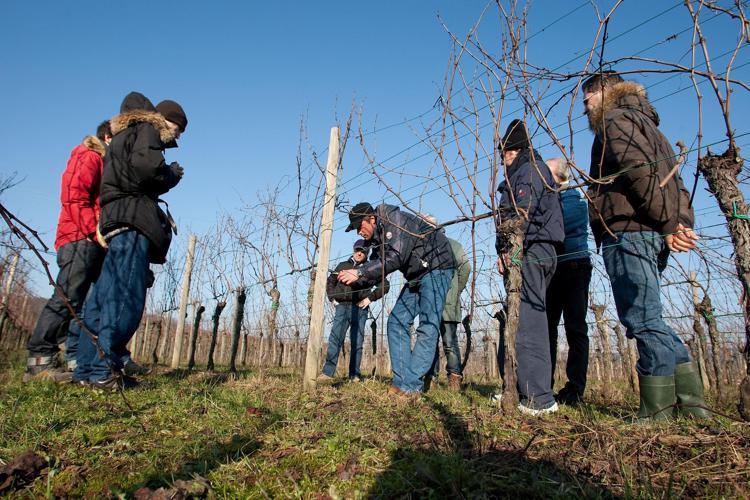 Toscana: lezioni di 'vita in vigna' alla Scuola per giovani contadini