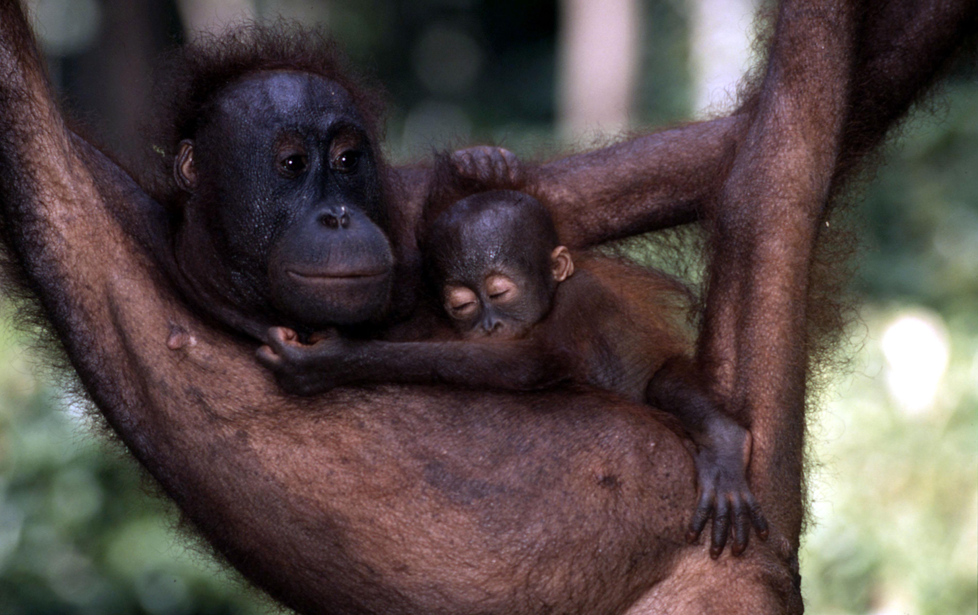ORANGO/BORNEO - © Martin Harvey / WWF