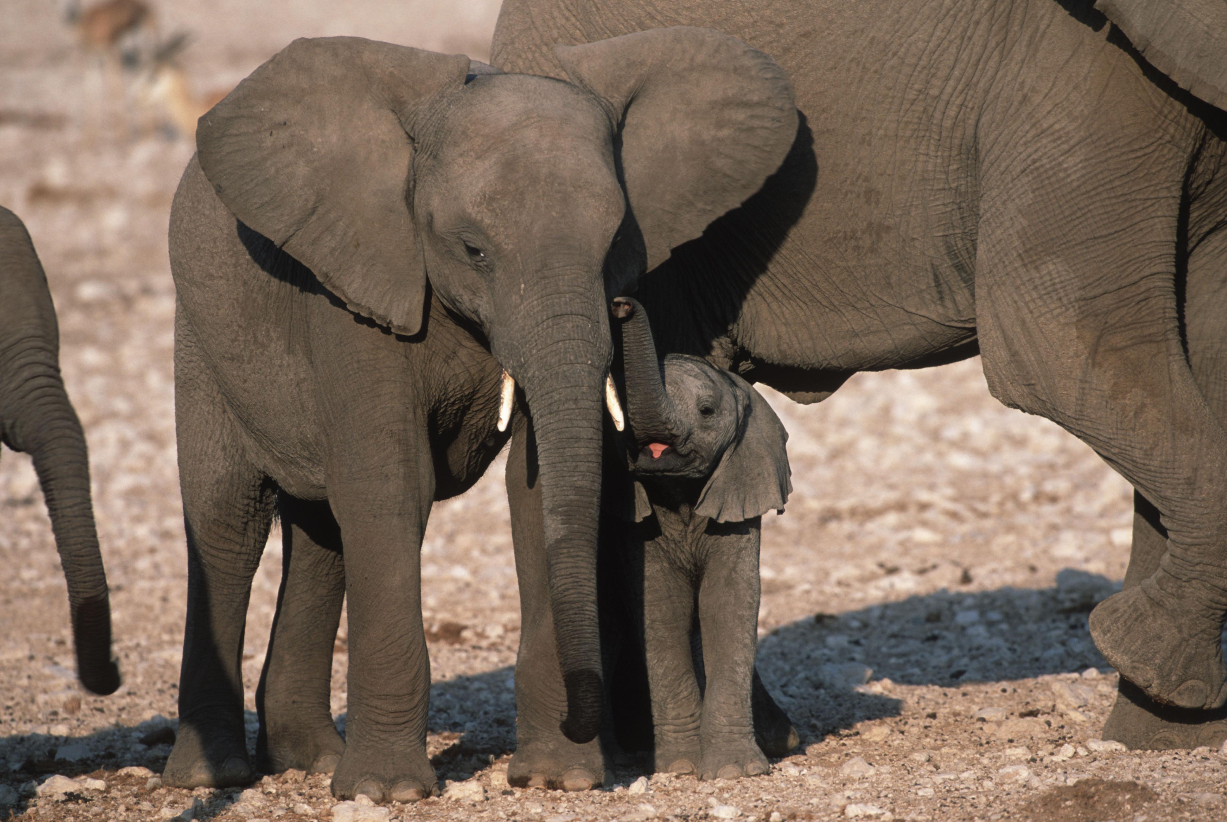 ELEFANTE AFRICANO - © Martin Harvey / WWF
