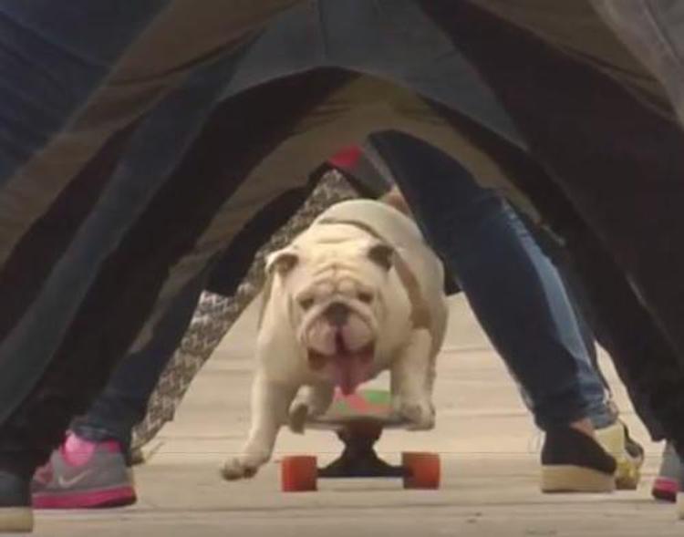 Il bulldog vola con lo skate, Otto è un cane da record /Video