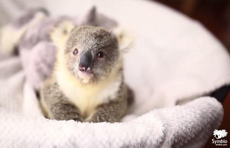 Il koala Imogen a 10 mesi (Facebook/ Symbio Wildlife Park)