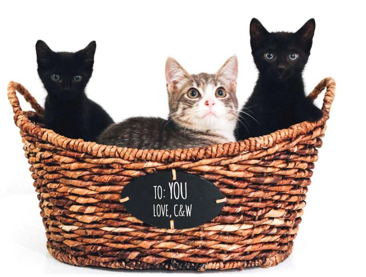 Il cesto di gattini a domicilio. Foto Crumb & Whiskers