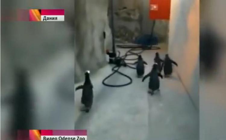 Pinguini come nel cartone 'Madagascar', tentano la fuga dallo zoo /Guarda