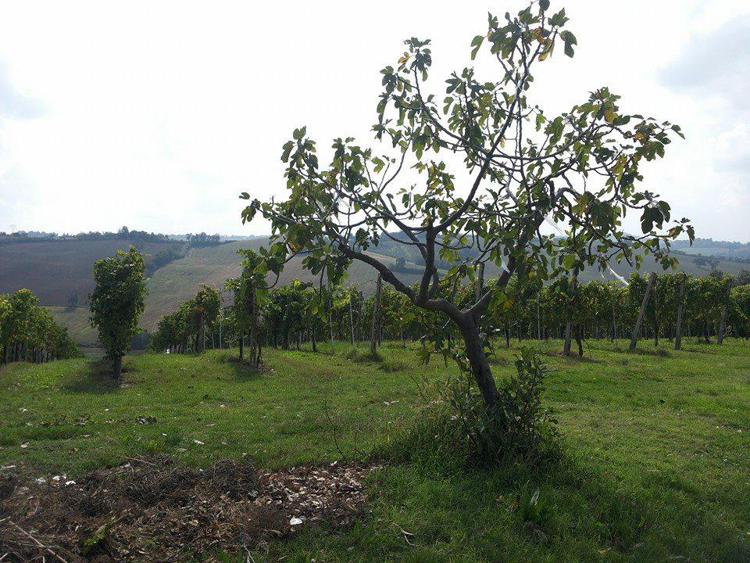 Ambiente: torna la Festa dell'albero, 400 iniziative in tutta Italia