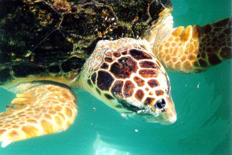 Palermo: domani la tartaruga Ariel tornerà in mare