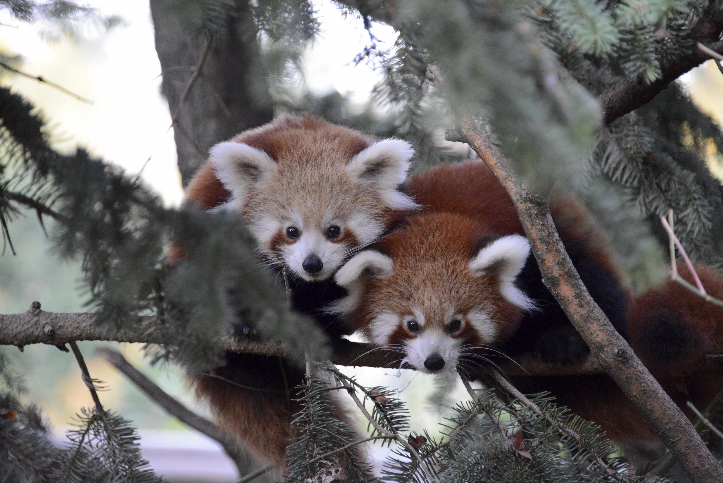 Panda rossi (foto Parco Natura Viva di Bussolengo)