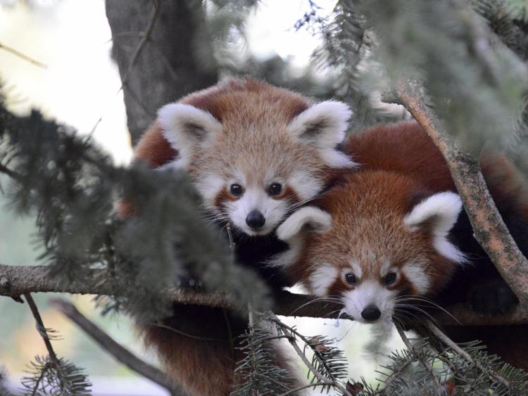 Piccoli Panda gemelli (foto Parco Natura Viva)