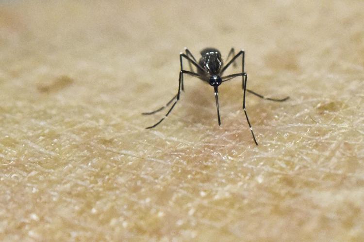 La zanzara Aedes Aegypti (Afp) - AFP