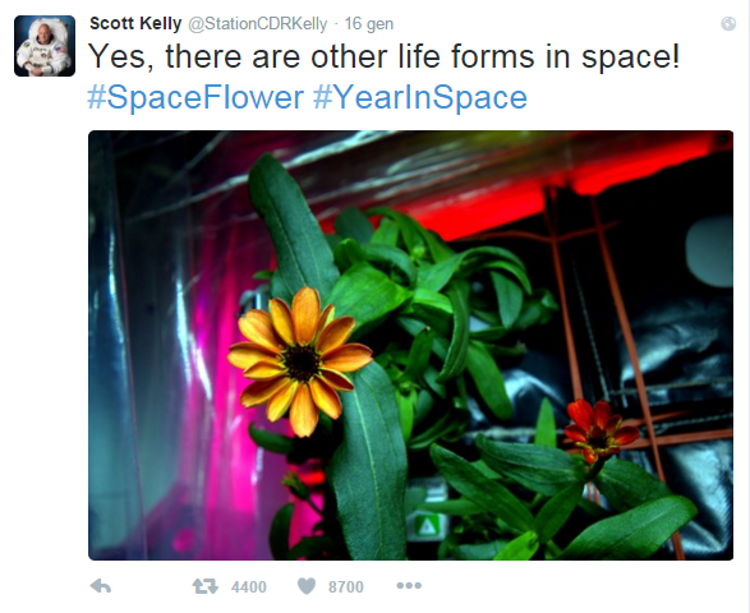 Spazio: sboccia lo 'space flower' sulla Stazione internazionale