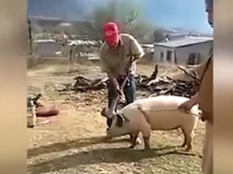 Cerca di uccidere maiale con l'accetta ma prende male le misure /Video