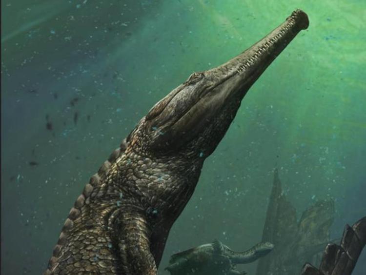 Il Machimosaurus rex in vita. Ricostruzione di Davide Bonadonna 