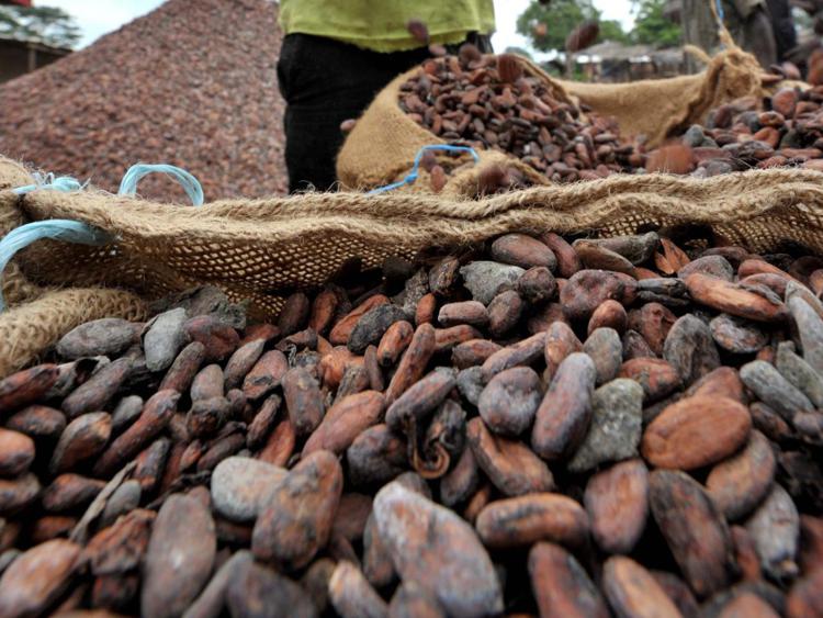 Semi di cacao (Xinhua)