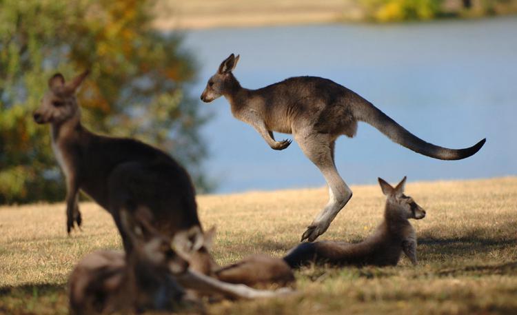 Australia: stop a pelle di canguro, Prestipino (Pd) annuncia proposta legge