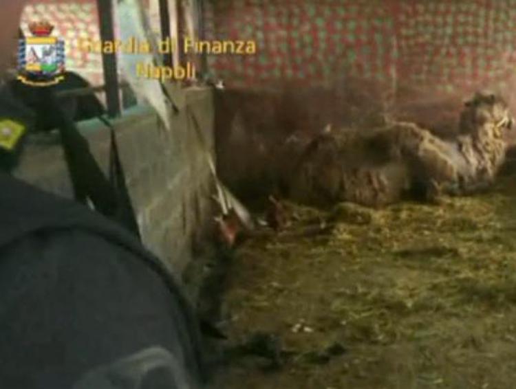 Napoli, sequestrato lo zoo abusivo con 100 animali /Video
