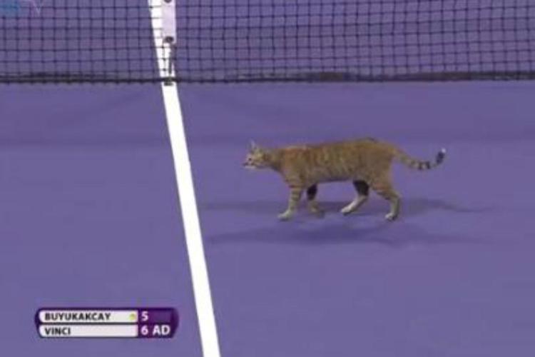 Tennis, match con sorpresa per Vinci: spunta un gatto in campo