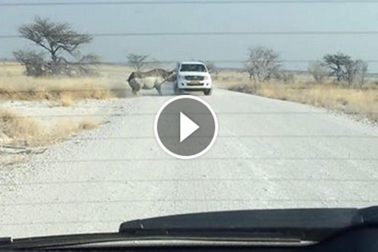 Safari col brivido in Africa, rinoceronte attacca jeep di turisti