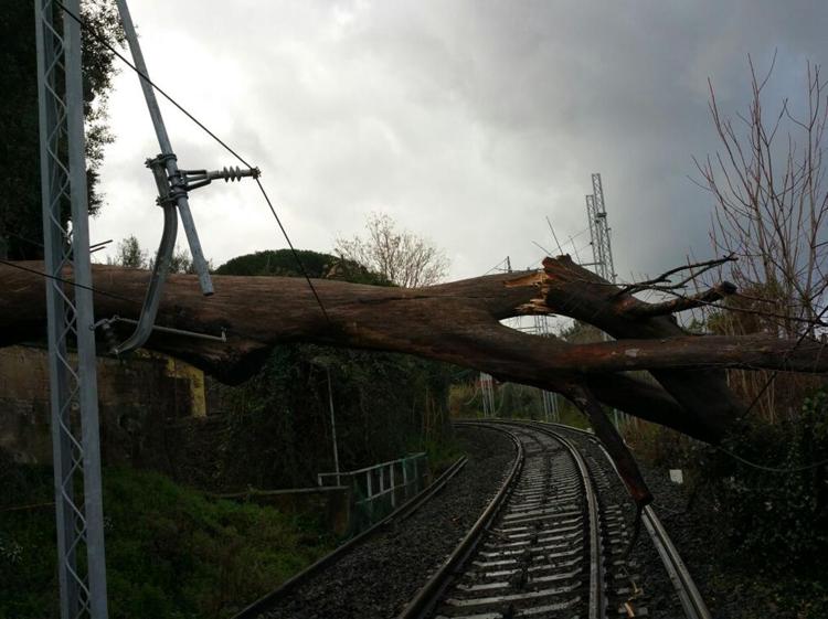 Cade albero su linea ferroviaria Roma-Frascati: stop a treni