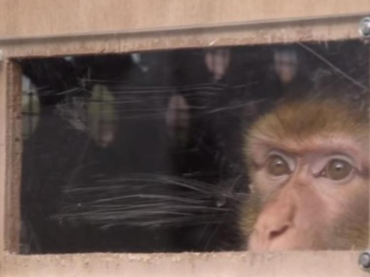 Animali: condannati a un mese per detenzione illegale di una scimmia
