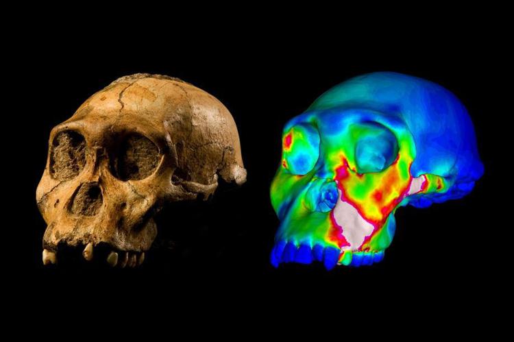 Il modello volumetrico (Dx) e l'immagine del cranio di MH1 (Sx) di Brett Eloff, fornita da Lee Berger e University of the Witwatersrand (South Africa).